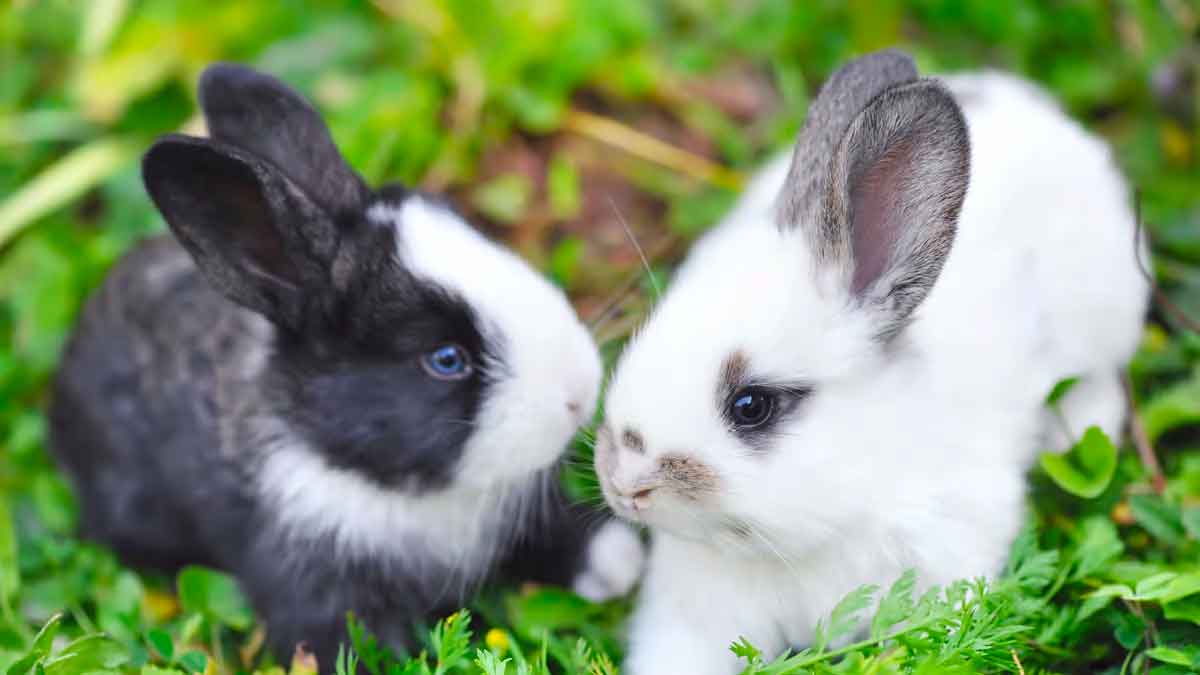 you can earn good income with rabbit farming 