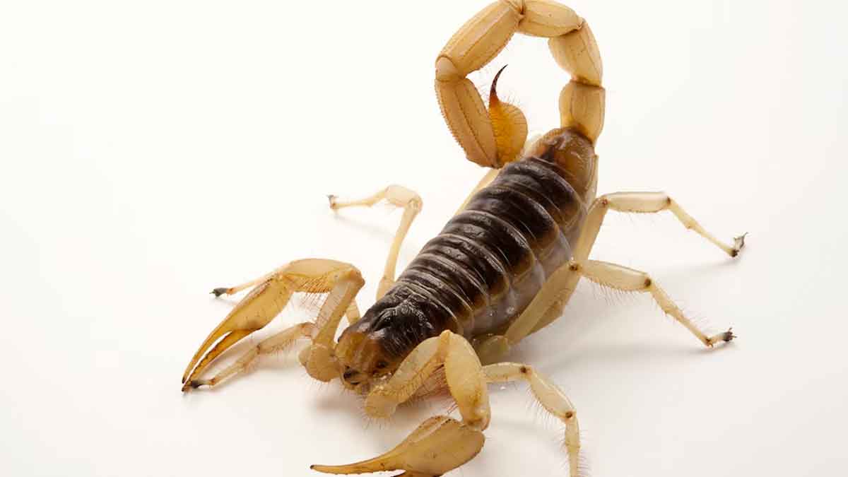 scorpion bite wonderful home remedies