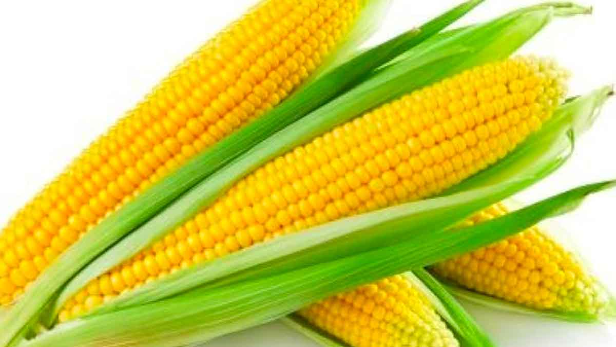 many wonderful health benefits of sweet corn 