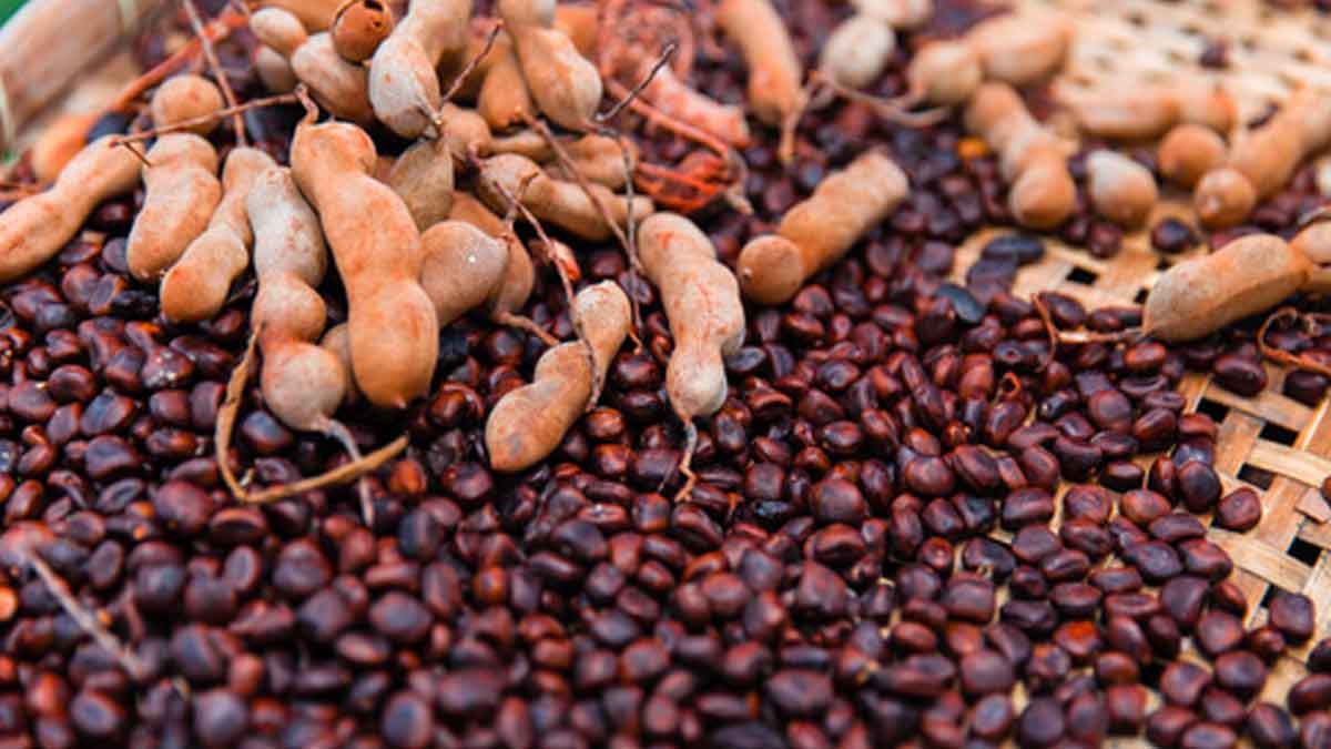 many wonderful health benefits of tamarind seeds 