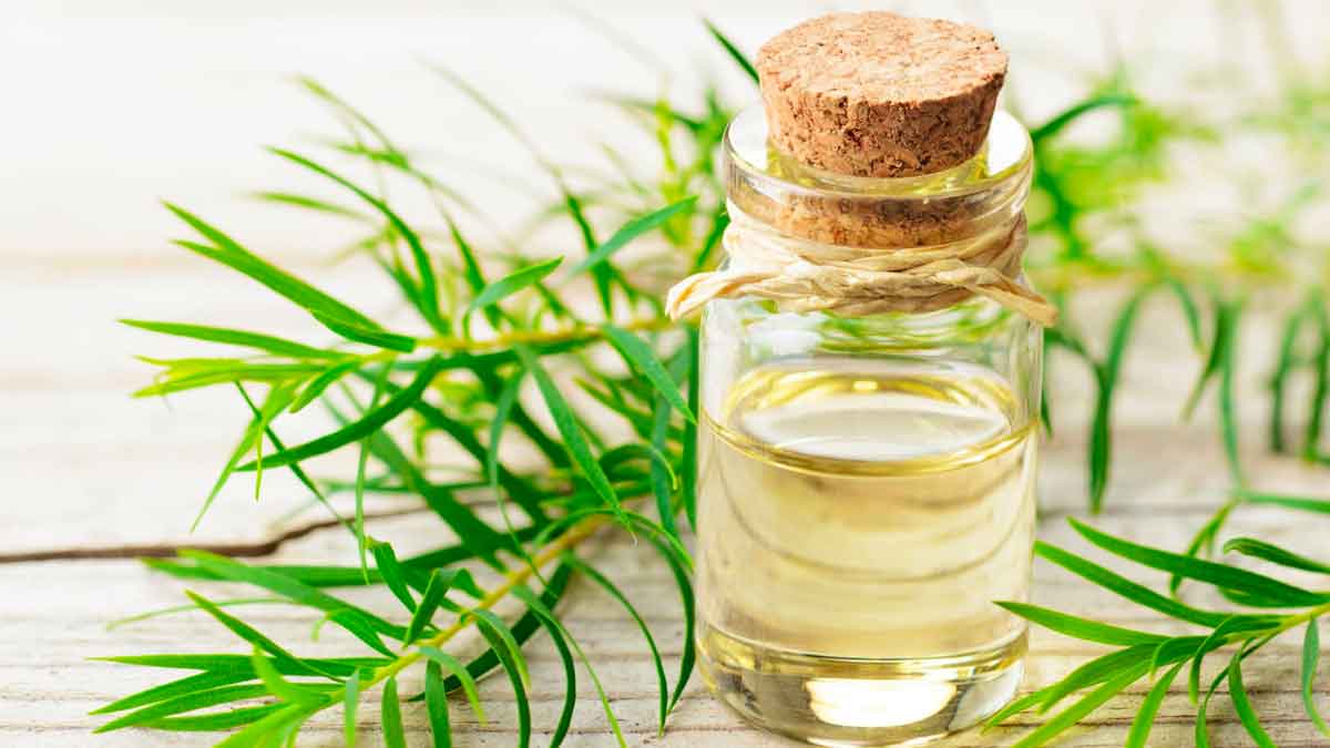 many wonderful health benefits of tea tree oil 