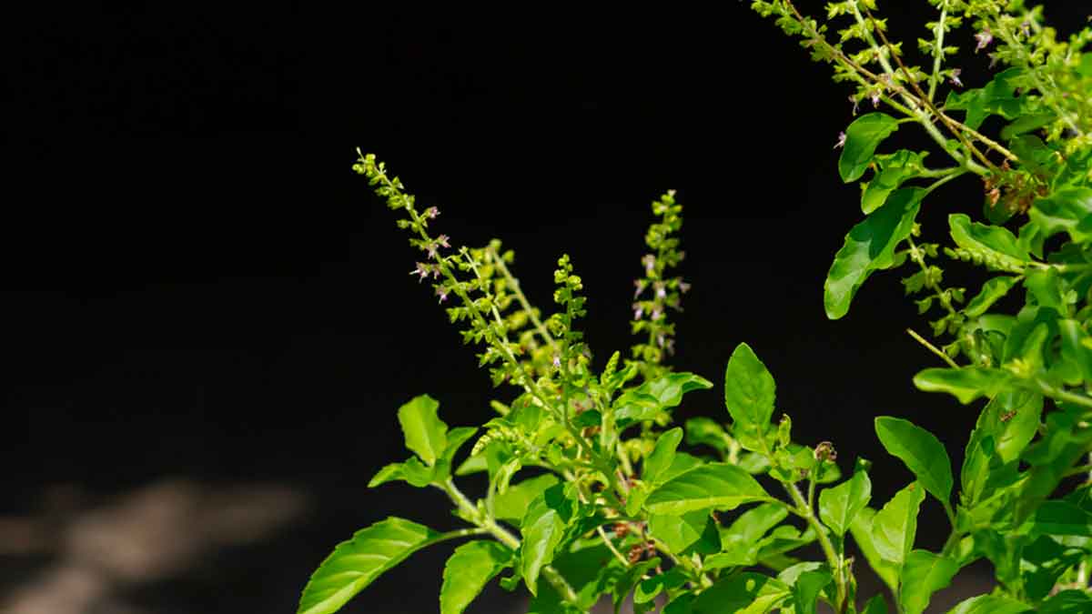 take tulsi leaves daily to control diabetes 