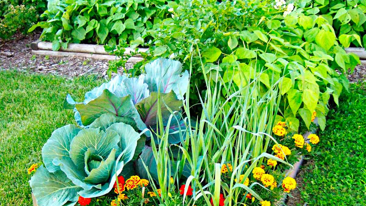 you can grow these vegetable plants in your home 