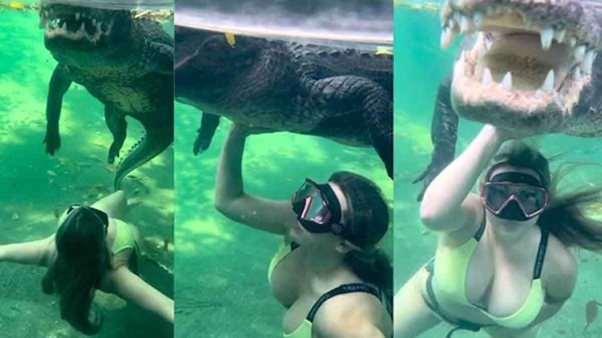 woman swam with crocodile video viral 