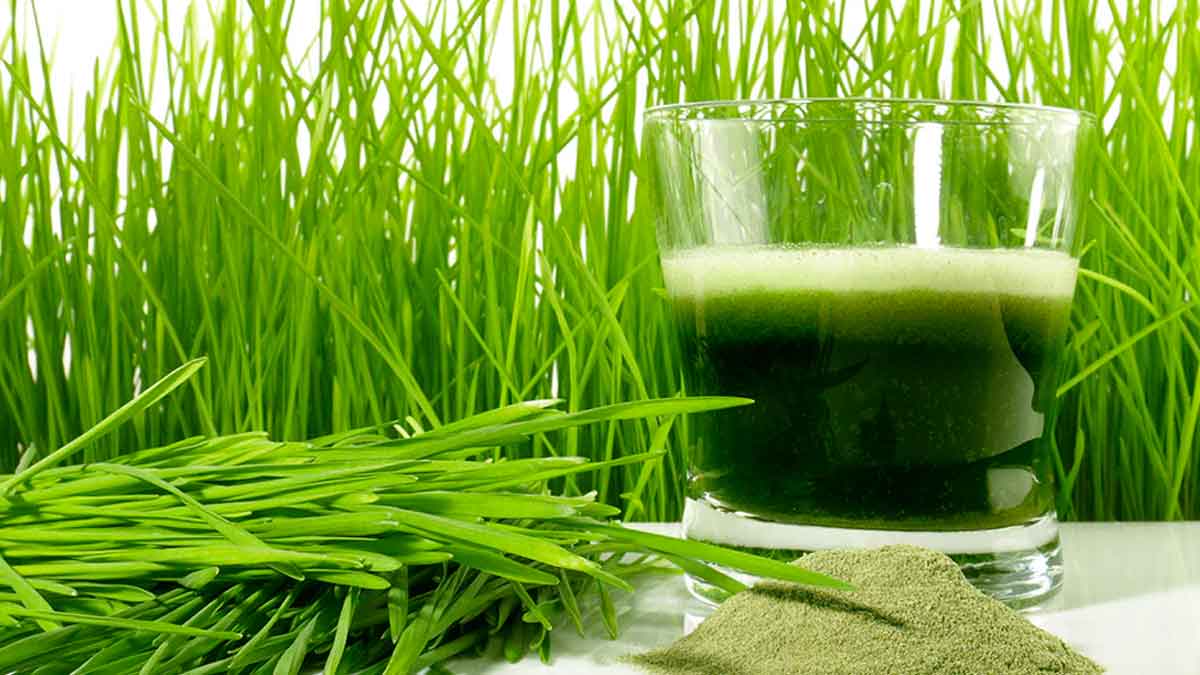 you can earn good income with wheat grass powder selling 