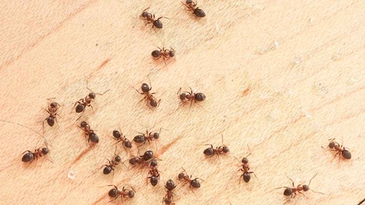 why ants will not get hurt if they fall from high places 