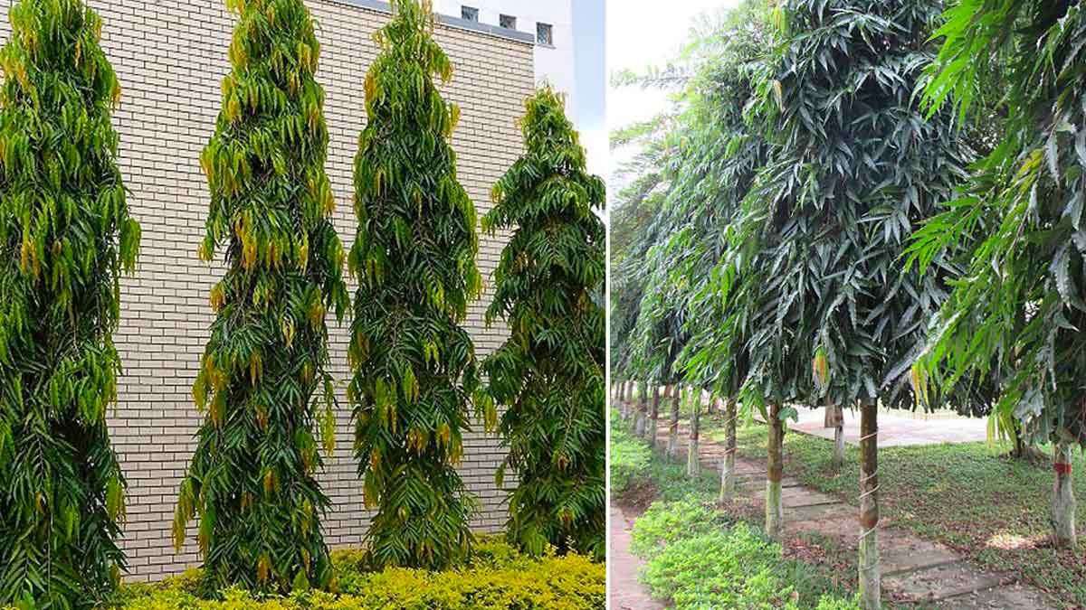 what are the benefits with ashoka tree 