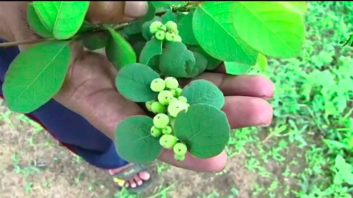 atika mamidi leaf can reduce kidney stones 