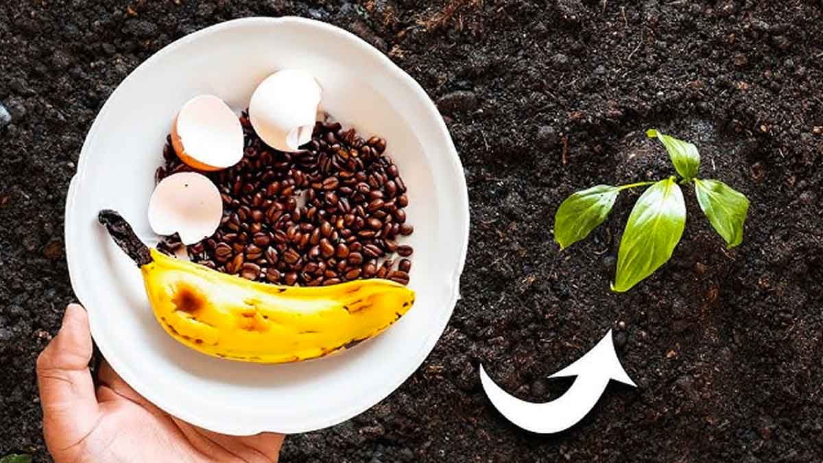 here it is how you can use banana and eggs for plants 