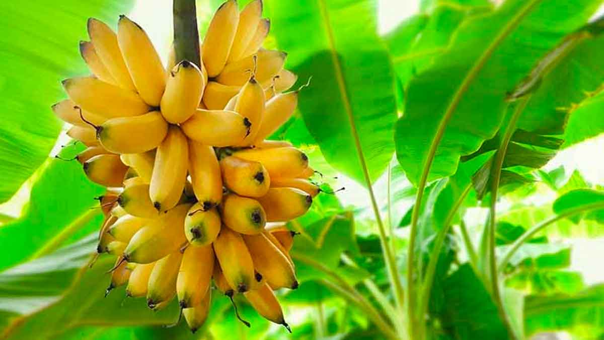 why banana plant became sacred in hindu religion 