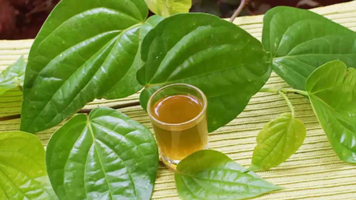 many wonderful health benefits of betel leaves 