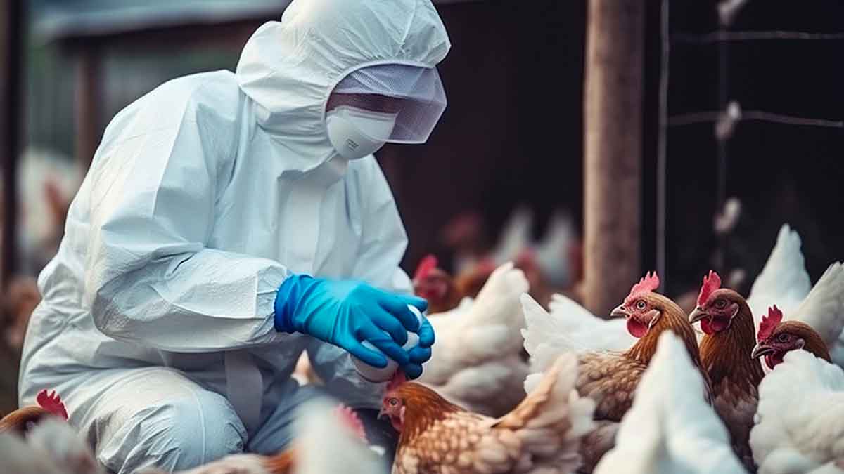 follow these tips to prevent bird flu 