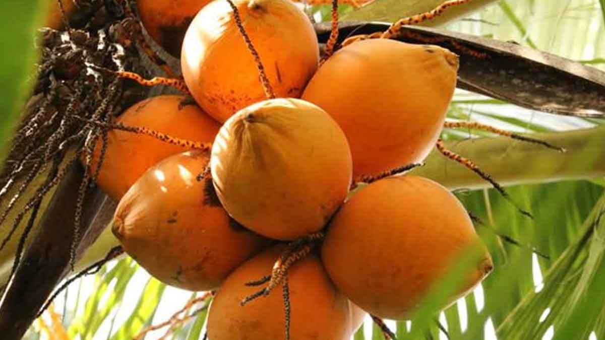 how to identify which coconut has more water 