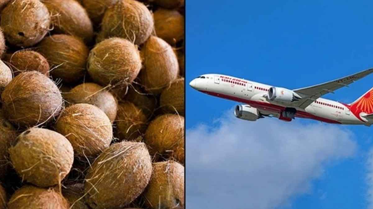 why coconuts are not allowed in aeroplanes 