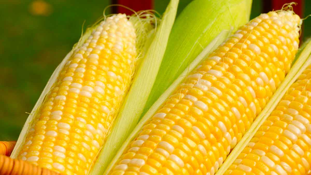 can you take corn after meals 