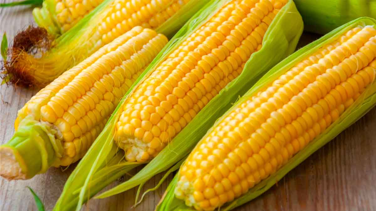 corn uses for health know about them 