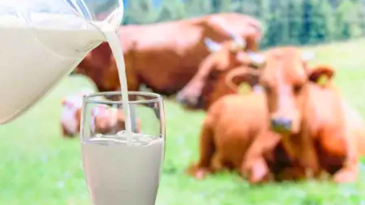 many wonderful health benefits of drinking cow milk daily 