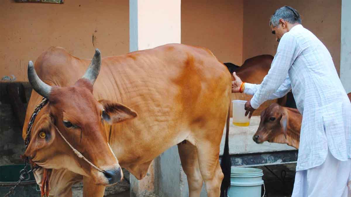 many wonderful health benefits of drinking cow urine 