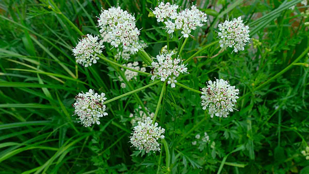 these plants grow around us and are very dangerous 