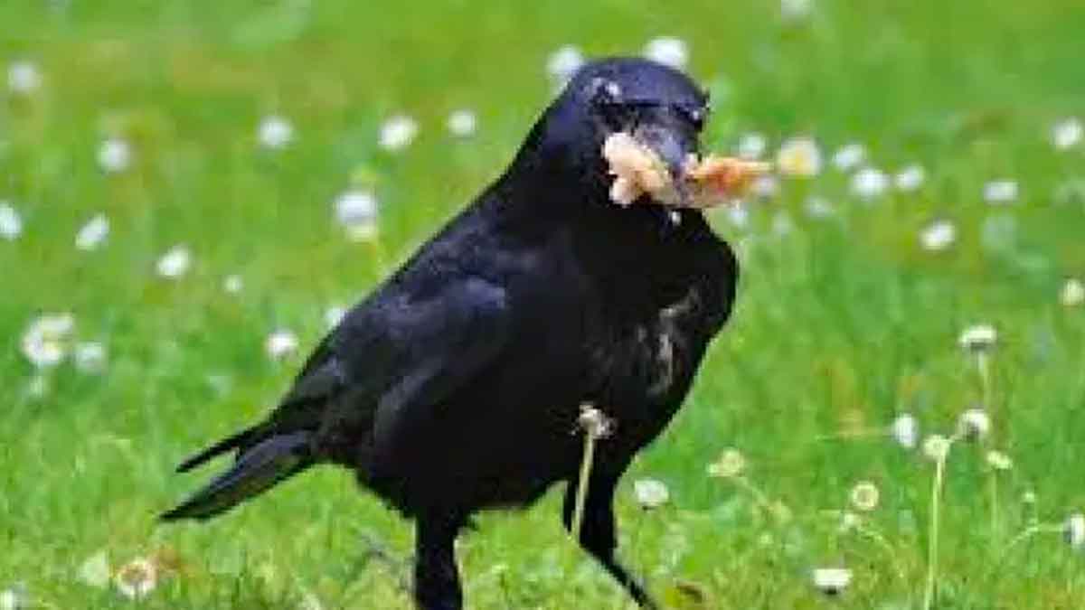 if crow does like this at your home then you will become rich 