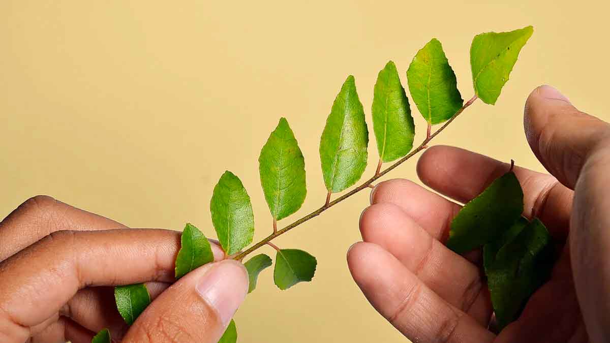 many wonderful health benefits of curry leaves do not throw them away 