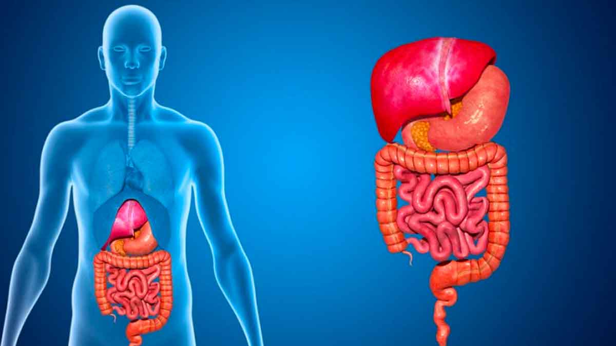 is your digestive system working properly follow these tips 