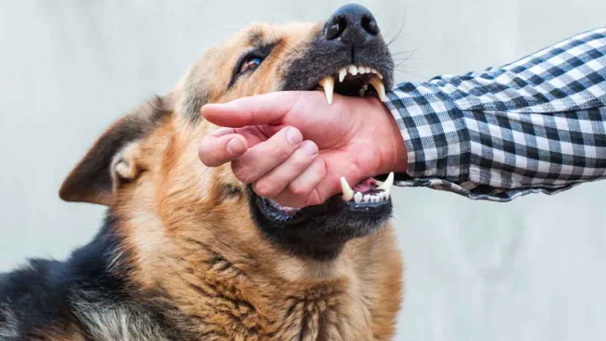 home remedies for dog bites 