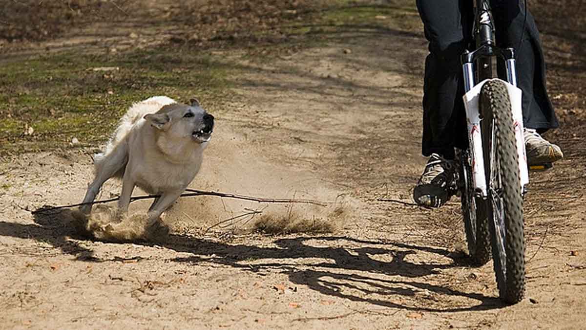 what to do if dogs chase us 