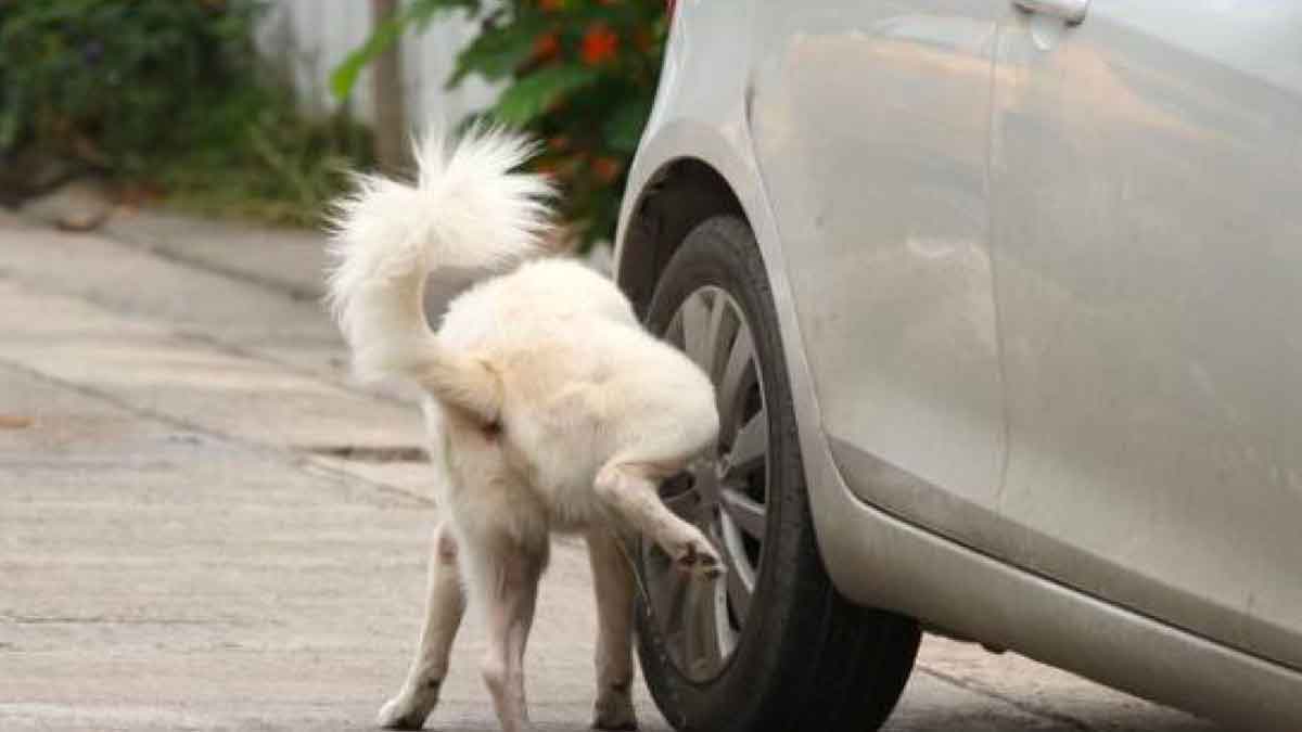 why dogs urinate on car tyres 