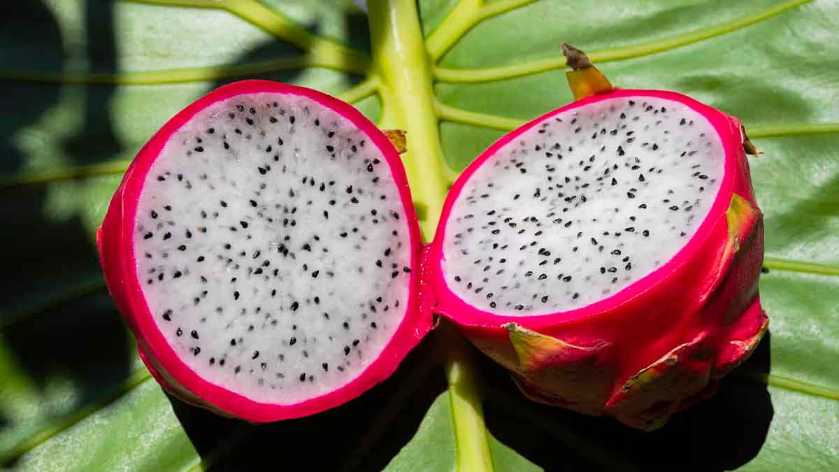 dragon fruit can reduce cholesterol in body take daily 