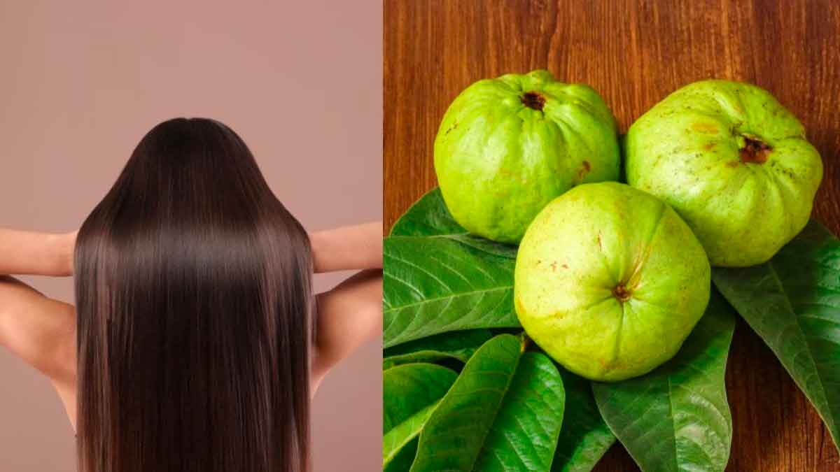 guava leaves for hair gives wonderful results 