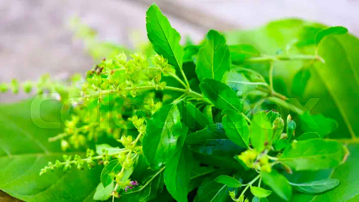 what is the best time to pluck holy basil leaves 