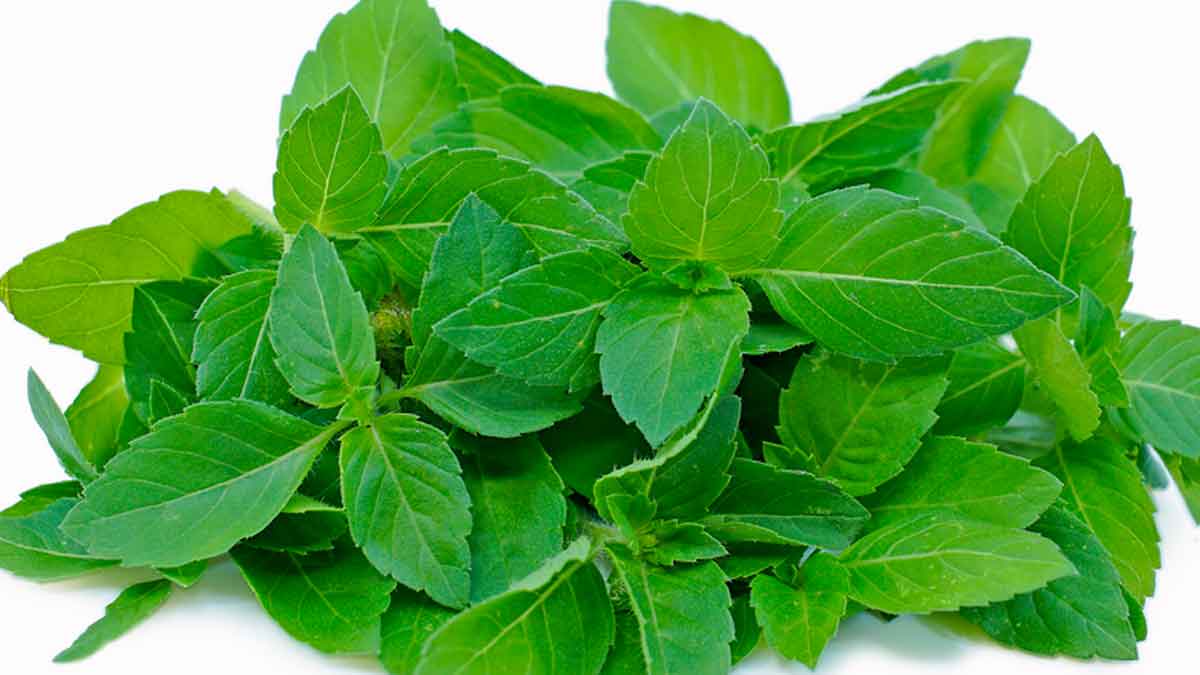 if you are chewing holy basil leaves know this 