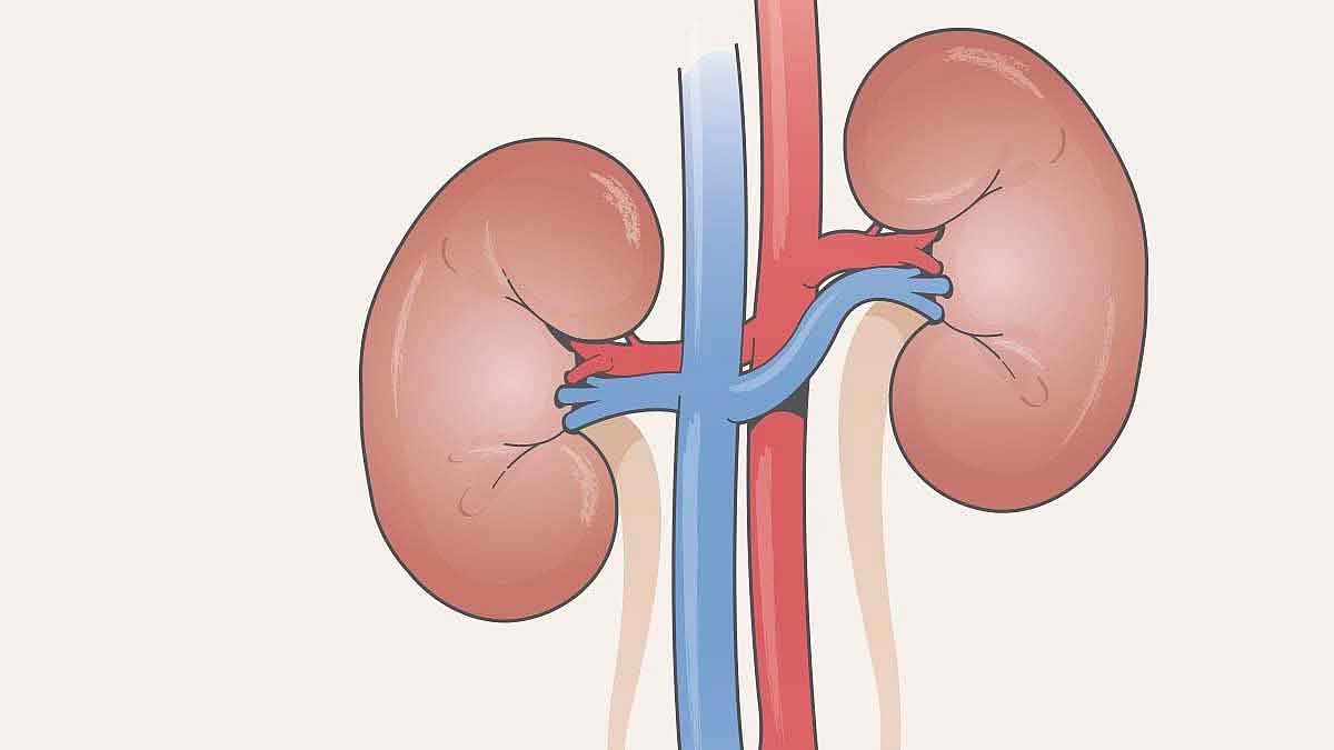 take these foods if you want your kidneys clean 