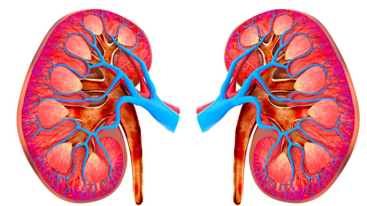 if you have these symptoms then your kidneys might have failed 