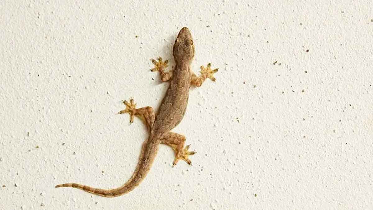 what happens if lizard makes sounds in your home 