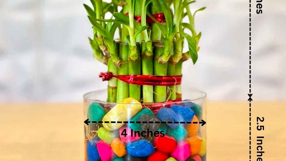 here it is how to put lucky bamboo in your home 