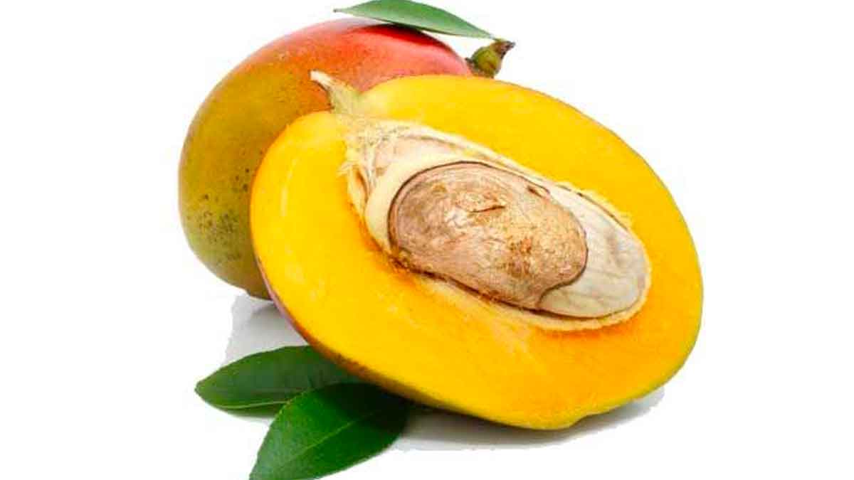 mango jeedi many wonderful health benefits 