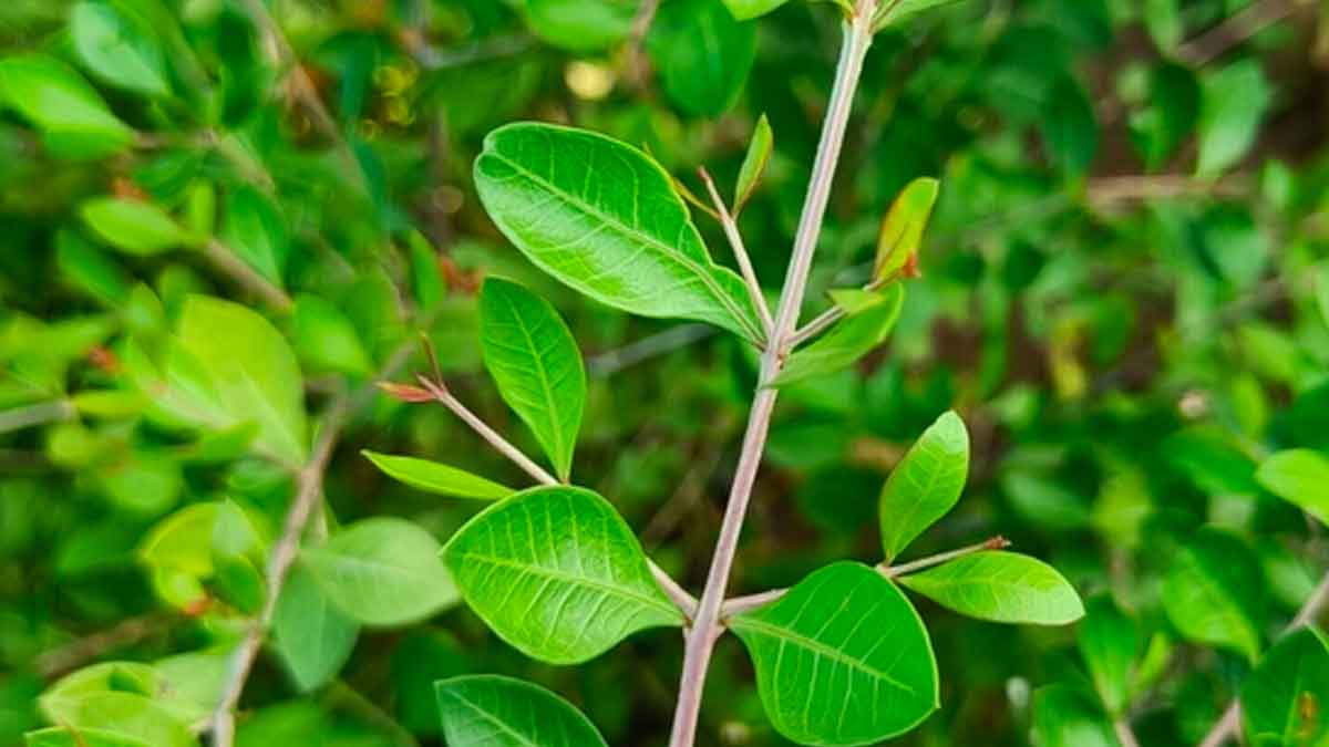 many wonderful health benefits of mehendi plant leaves 