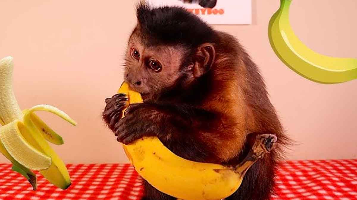 why monkeys open banana from bottom first 