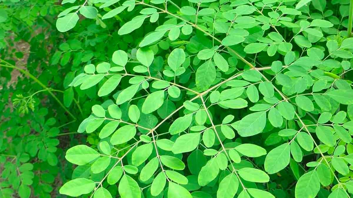 wonderful home remedies using moringa leaves 