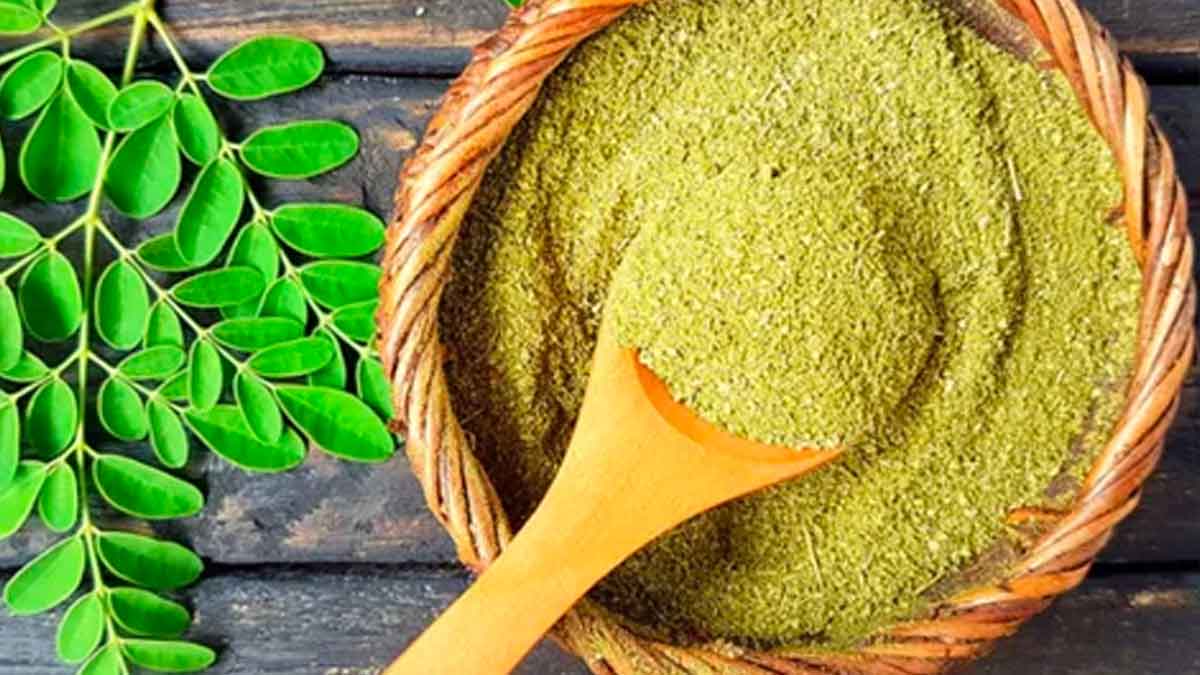 many wonderful health benefits of moringa leaves 