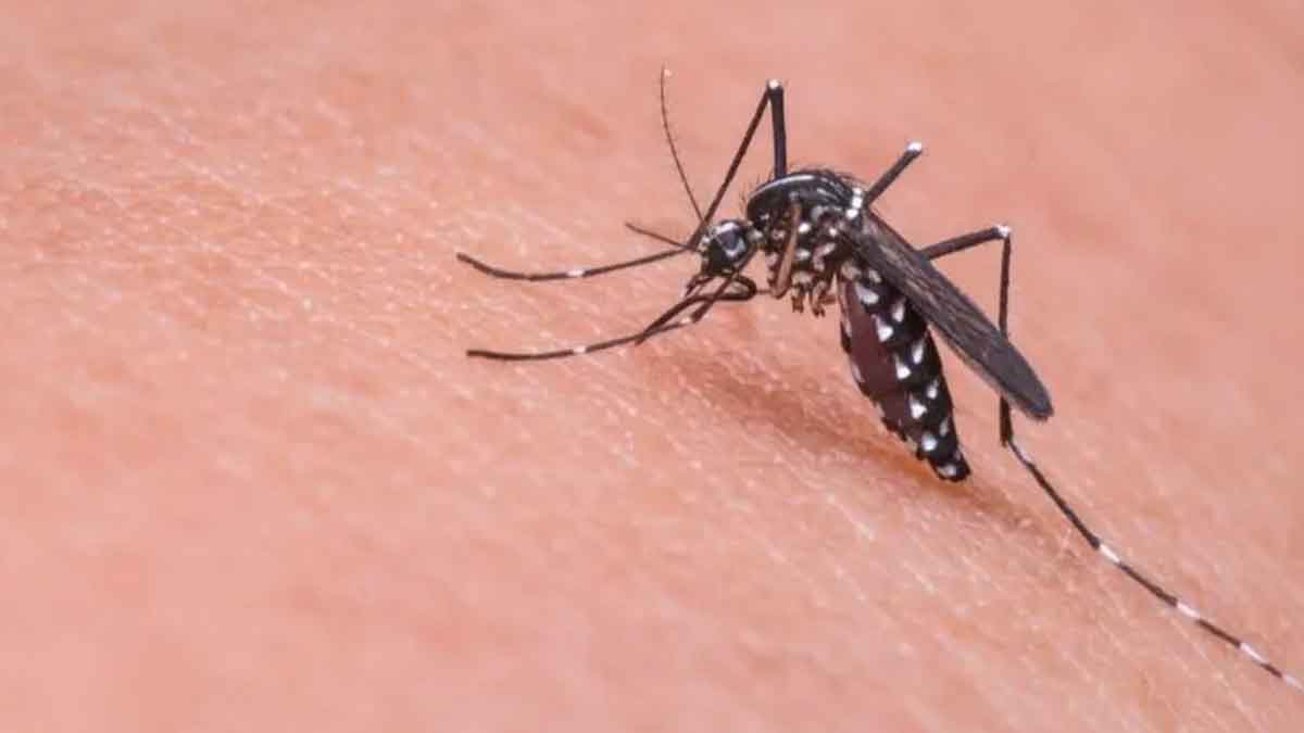 follow these tips if you have mosquitoes in your home 