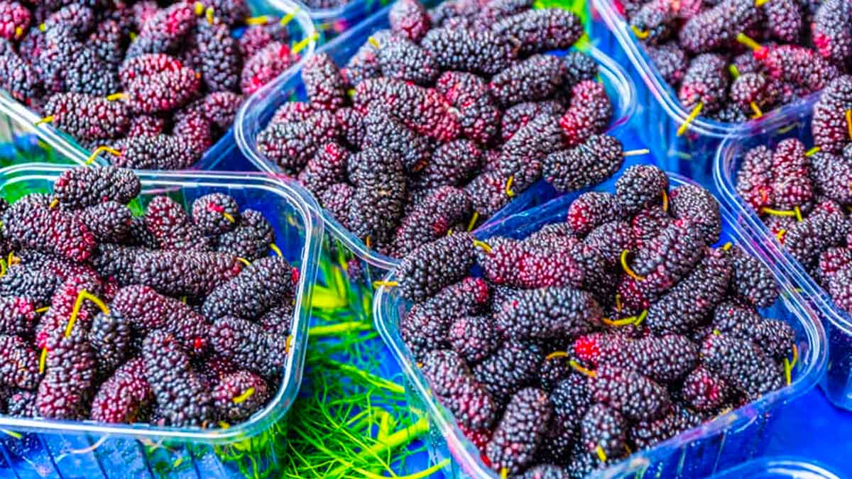 many wonderful health benefits of mulberry fruits 