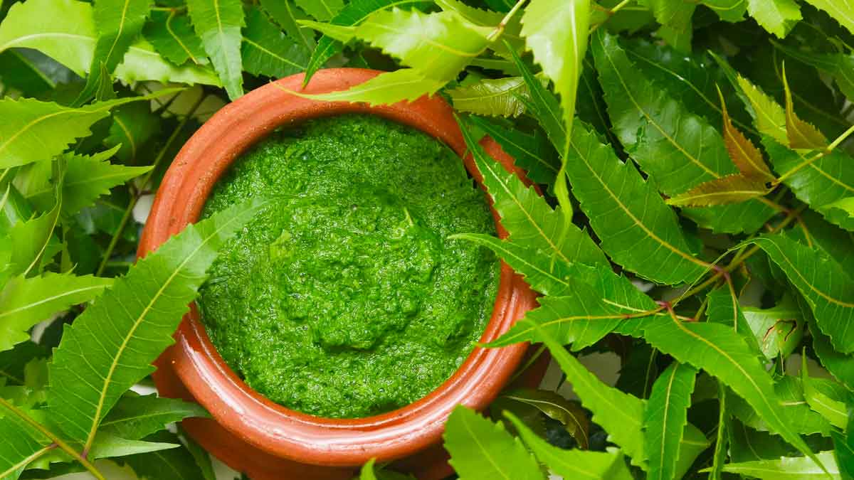 neem leaves are best for all diseases how to take them 