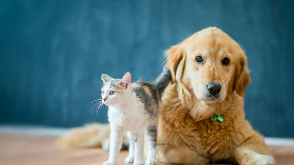 is having pets in home is ok according to vastu 