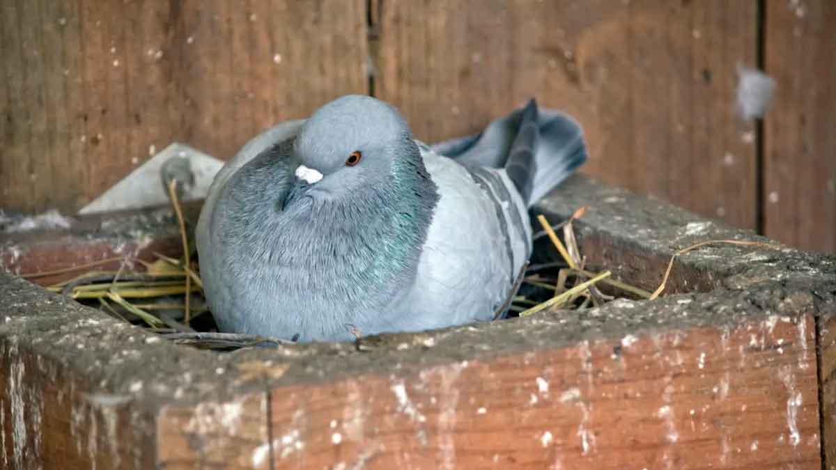 if you have pigeon nest in your home then know what happens 