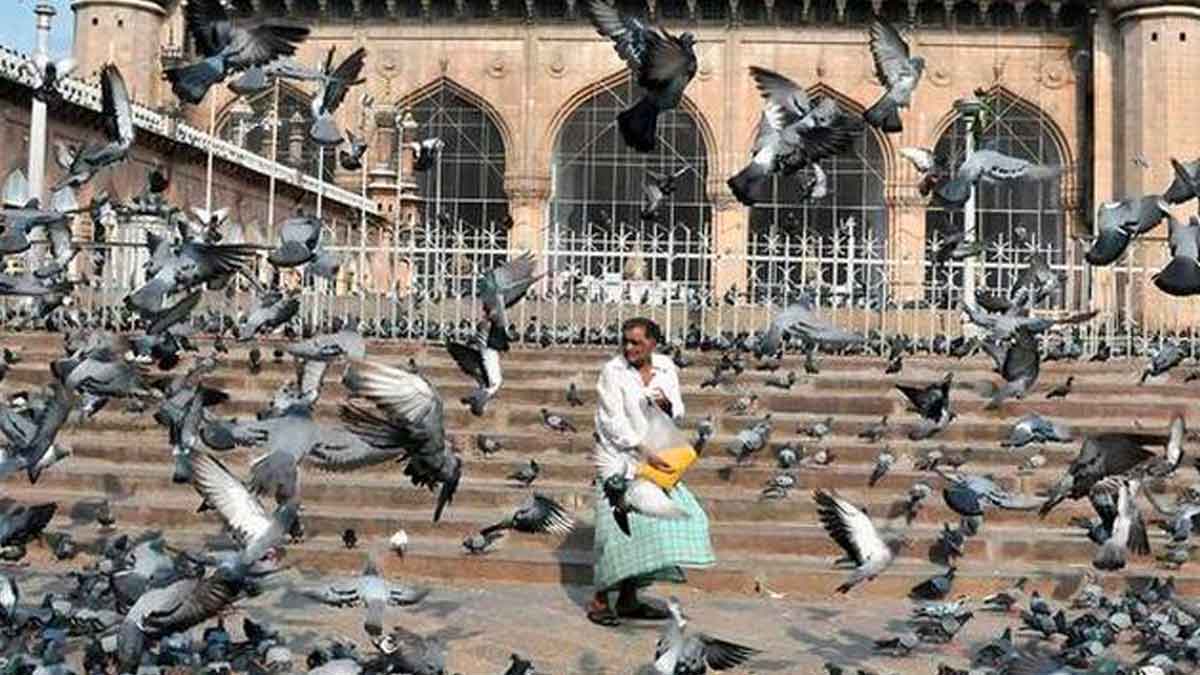 interesting story of pigeons 