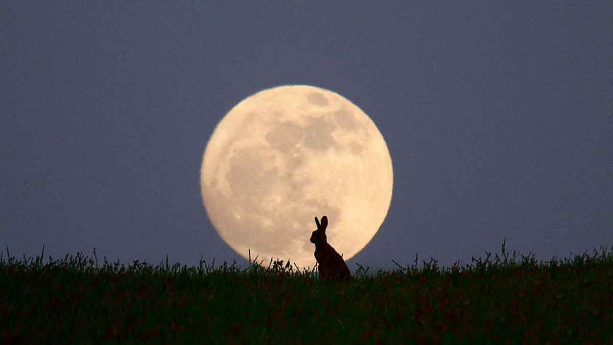 do you know how rabbit stays on moon 