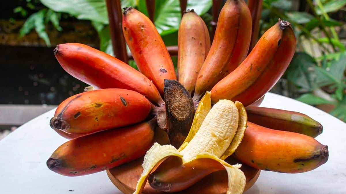 many wonderful health benefits of red banana 